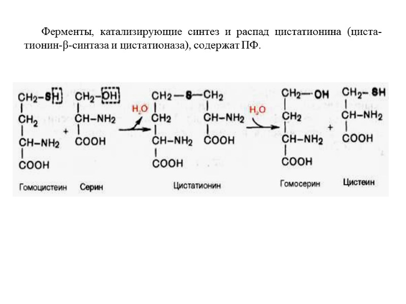 Ферменты, катализирующие синтез и распад цистатионина (циста-тионин-β-синтаза и цистатионаза), содержат ПФ. Ферменты, катализирующие синтез и распад цистатионина (циста-тионин-β-синтаза и цистатионаза), содержат ПФ.